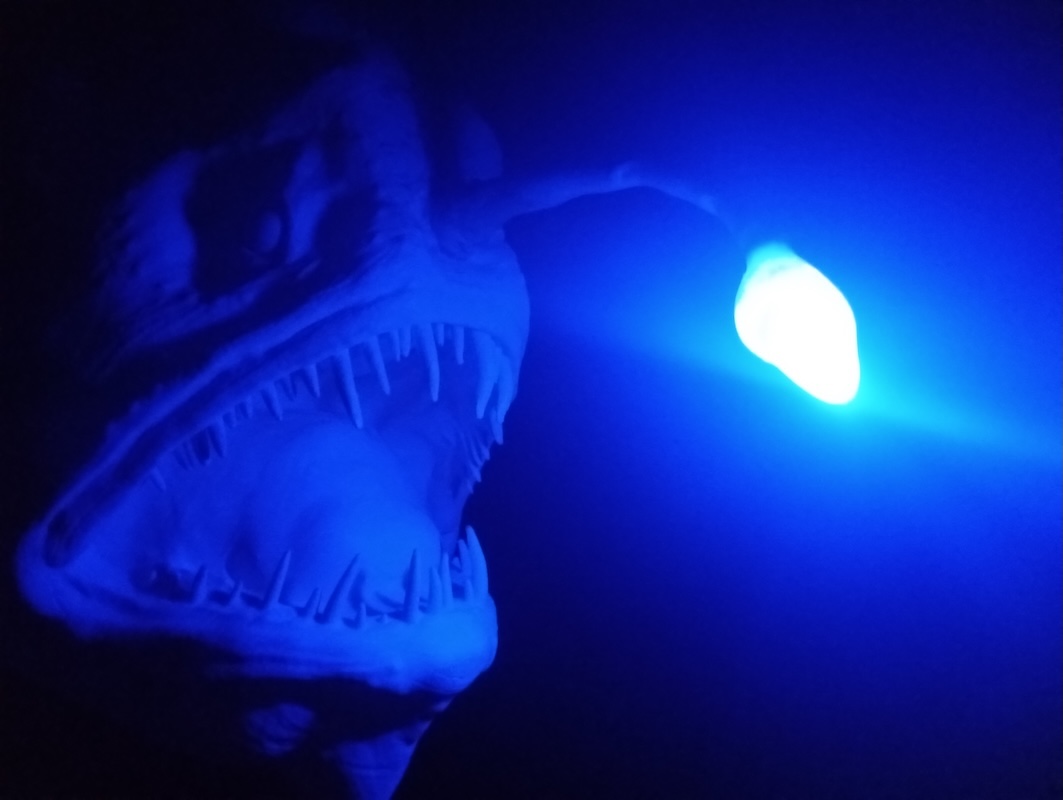 anglerfish4_w1063h800.jpg