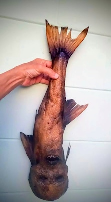 tiktaalik2_w221h400.jpg